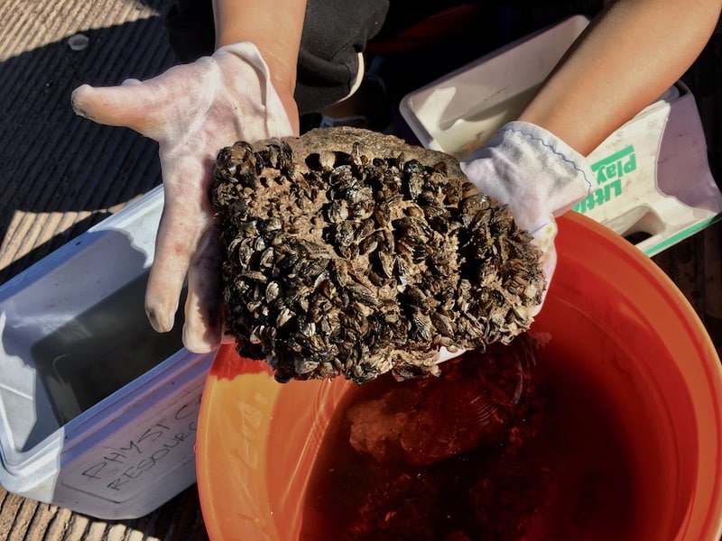 Researcher examines a sample of quagga mussels collected from Lake Mead. A recent study by Bai and Acharya found that endocrine disrupting chemicals are accumulating in the body tissues of these mussels. Credit: Xuelian Bai.