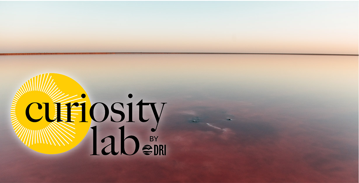 Curiosity Lab by DRI sunburst logo over a landscape image of water meeting the sky at the horizon line.