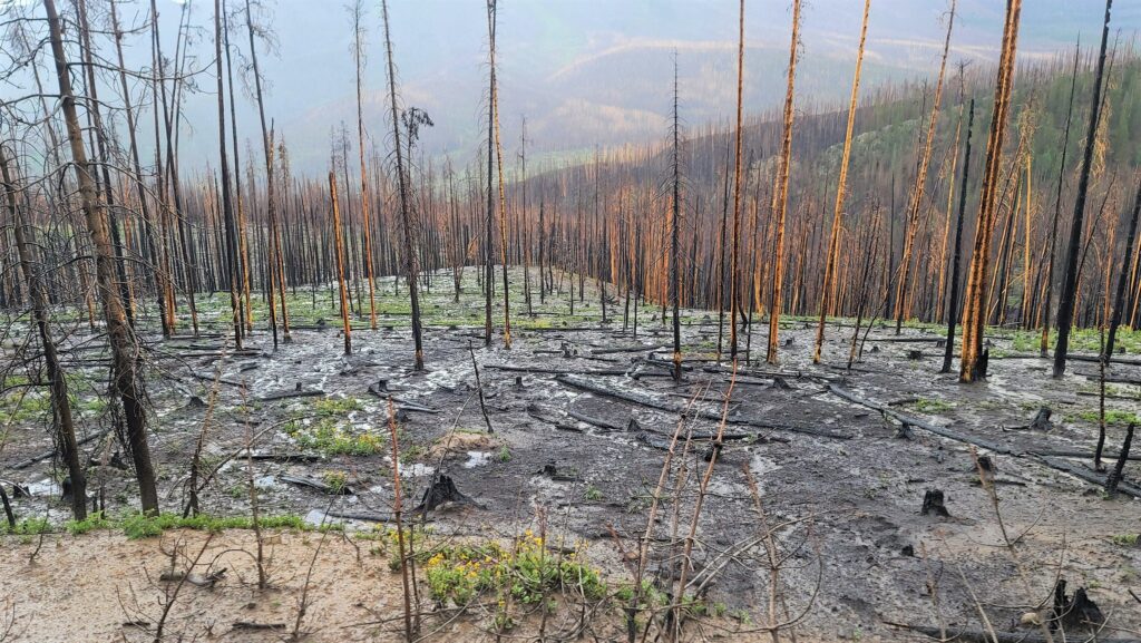 A burnt forest hillside.