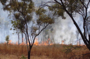 An Australian bushfire.