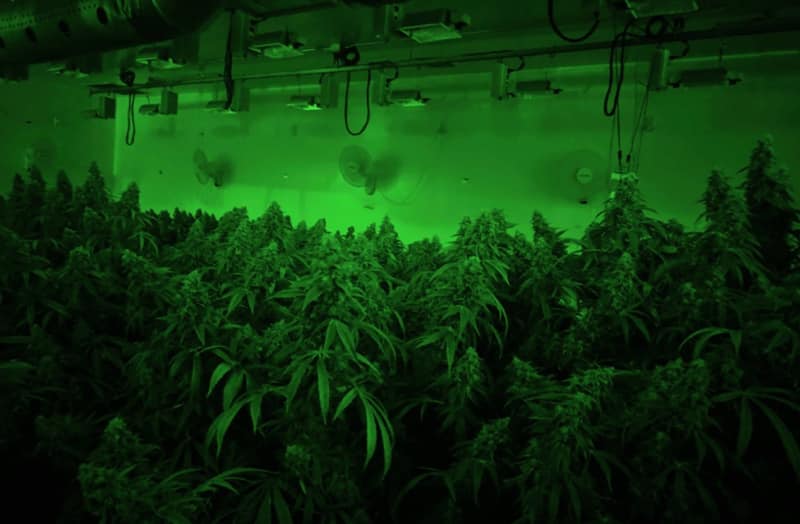 A cannabis growing facility