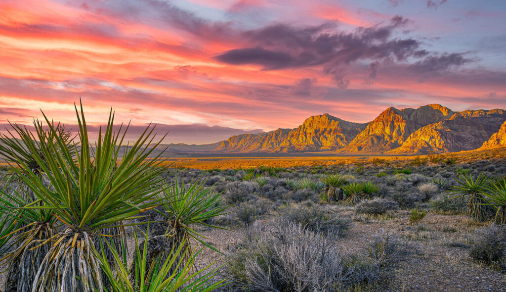 Sunset over the mountains with a yucca plant in the foreground.