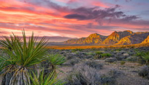 Sunset over the mountains with a yucca plant in the foreground.