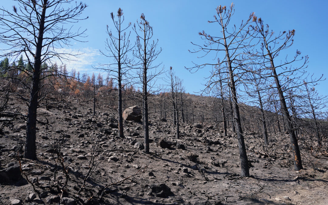 Does Cold Wildfire Smoke Contribute to Water Repellent Soils in Burned Areas?