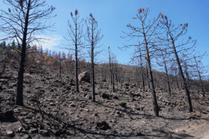 Water repellent soil after wildfire
