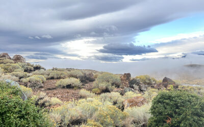 Five Simple Ways to Support DRI This Giving Season