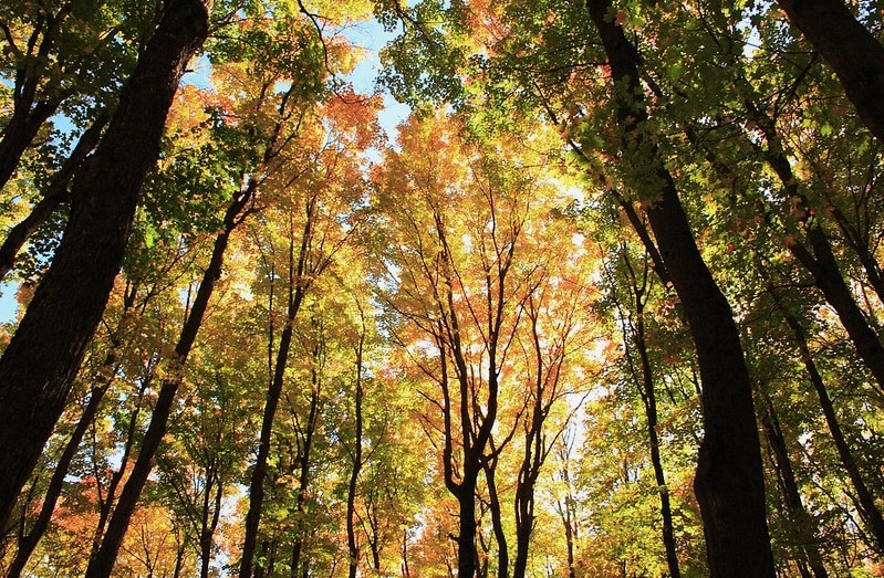 View of yellow and green leaves in a colorful deciduous forest in the fall.
