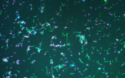 Scientists Unveil New System for Naming Majority of the World’s Microorganisms