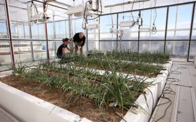 Tu Biomics, Agriculture Biotechnology Company Spins Out Of DRI