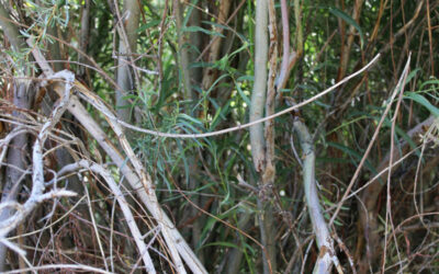 Restoring our relationship with hímu (willow) requires human interaction rather than protection