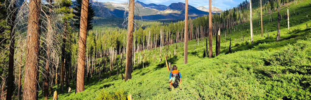 Researcher walking through Illilouette Basin with bare tree stumps left from wildfire