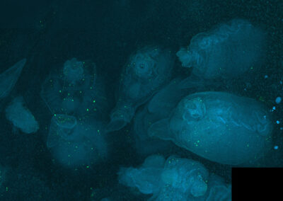 A group of zooids that appear blue using fluorescenct microscopy