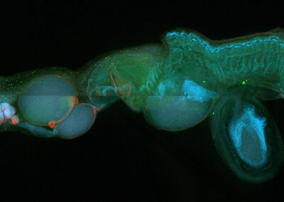 A singular of zooid that appears blue and green using fluorescenct microscopy
