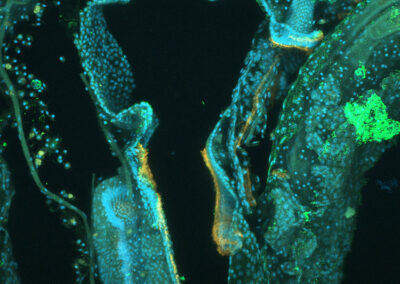 The mouth of a zooid that appears blue and green using fluorescenct microscopy