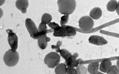 International Consortium of Scientists Propose New Naming System for Uncultivated Bacteria and Archaea