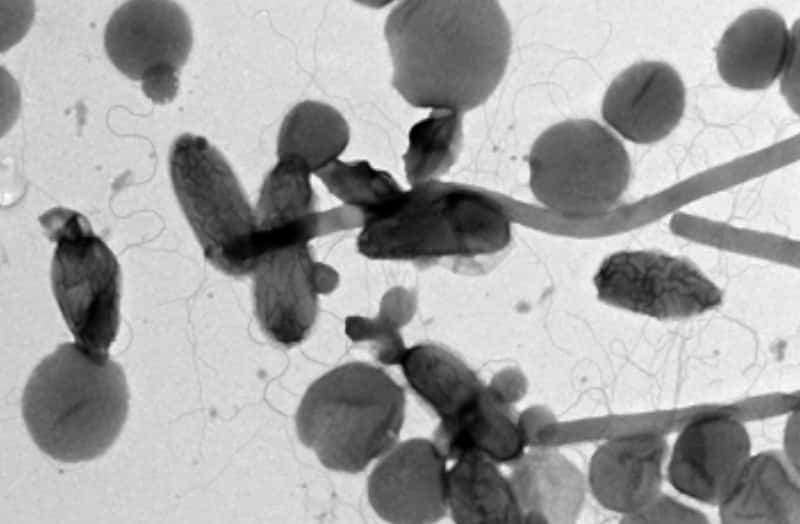 heat loving bacteria sample