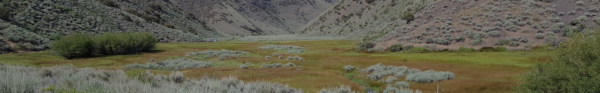 Map of Riparian Vegetation in Nevada