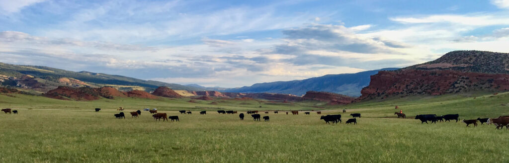 Cows grazing in a green meadow with mountains in the distance.