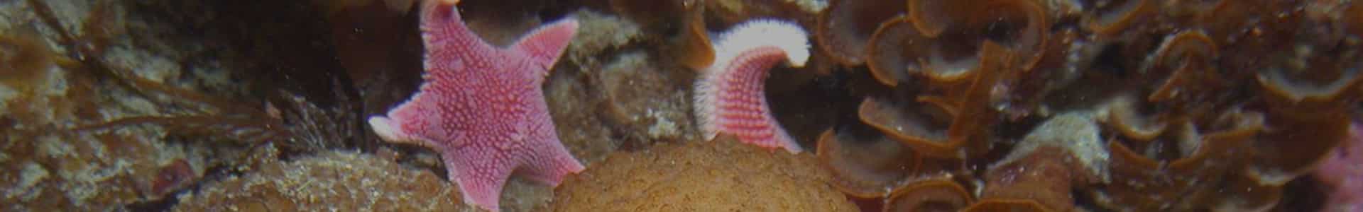 Deciphering the metagenome-encoded pathway and domain structure for Palmerolide biosynthesis