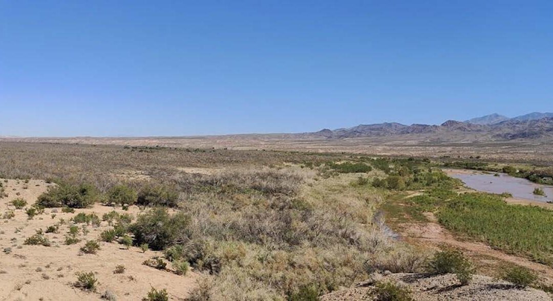 Cracking the Mysterious Case of Dying Desert Forests  