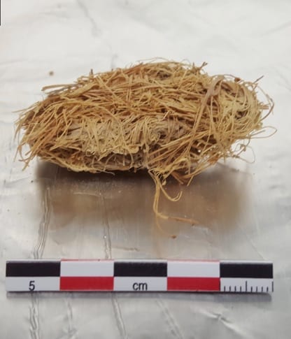 A wad of stringy agave plant fibers commonly called ‘quids’. 