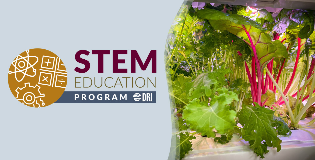 Leafy green vegetables pictured up close.