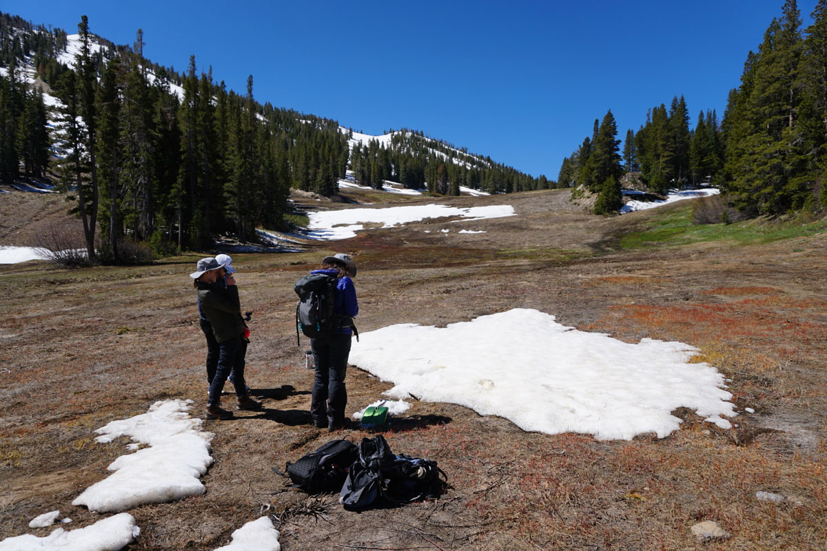 snow algae search in snow patches