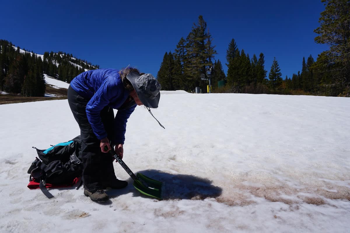 female scientist digs through patch of light pink snow