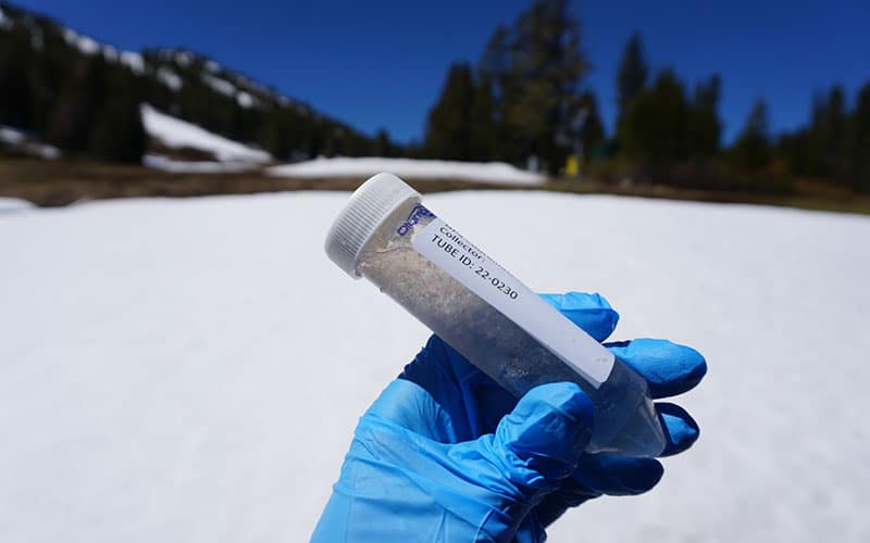 snow algae samples in a plastic tube
