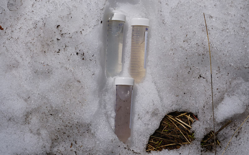 Sample tubes with snow algae inside on top of snow