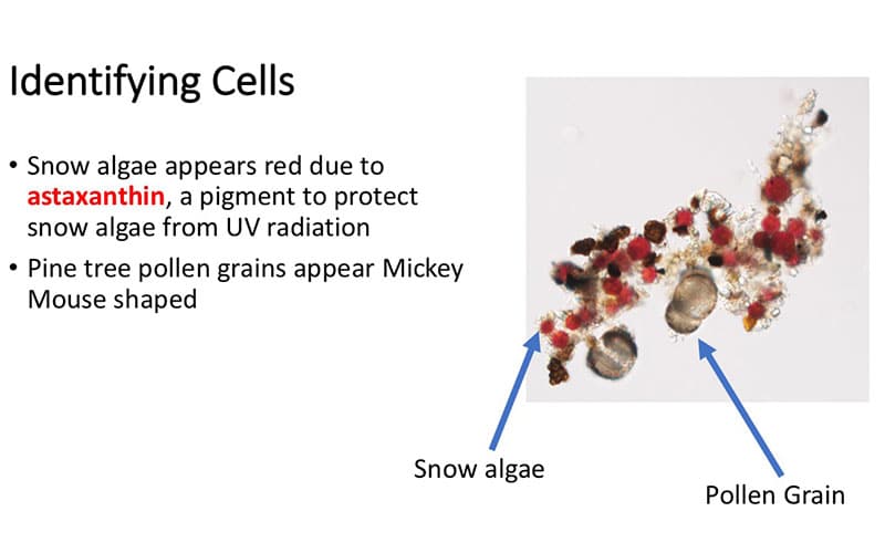 Snow algae cells illustration