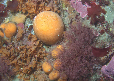 Underwater scene featuring a prominent orange sea squirt surrounded by other marine plants.