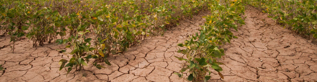 texas soybean field