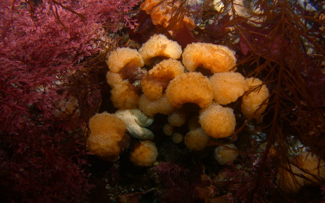 New study reveals key information about the microbiome of an important anticancer compound-producing Antarctic marine invertebrate