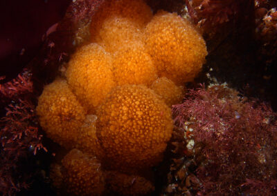 Underwater view of bright orange sea squirt clustered among various seaweeds.