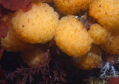 Image showing a close-up view of yellow sea squirt surrounded by other marine vegetation underwater.