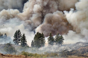 wildfire smoke engulfs a stand of pine trees