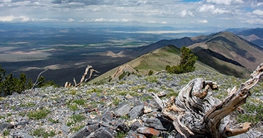 hill with tree stumps