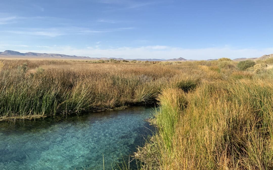 Drought Sensitivity and Trends of Riparian Vegetation in Nevada