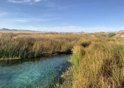 Drought Sensitivity and Trends of Riparian Vegetation in Nevada