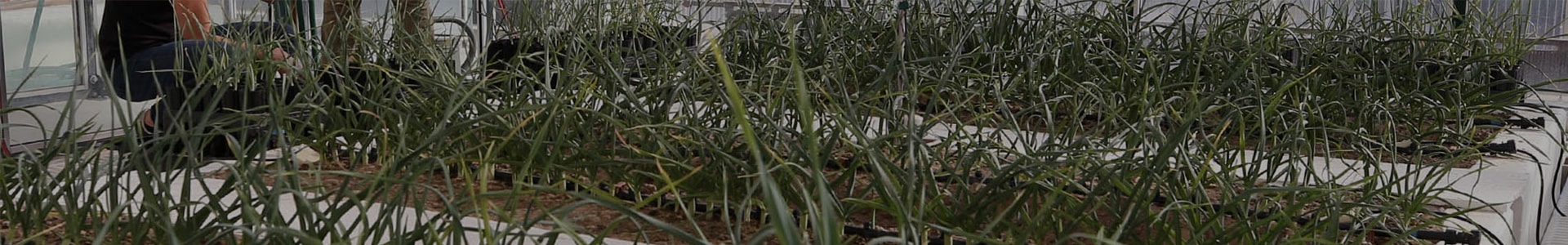 Ecologically Controlled Enclosed Lysimeter Laboratories – EcoCELLs