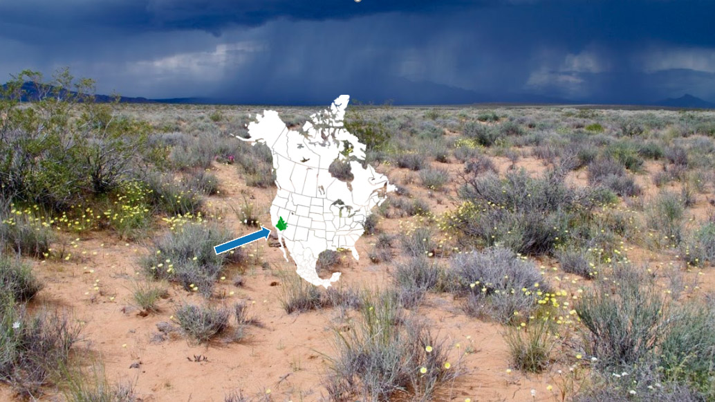 A Rare Desert Plant Shows Benefits of Sustainability Efforts at a Large Solar Array in the Mojave Desert 