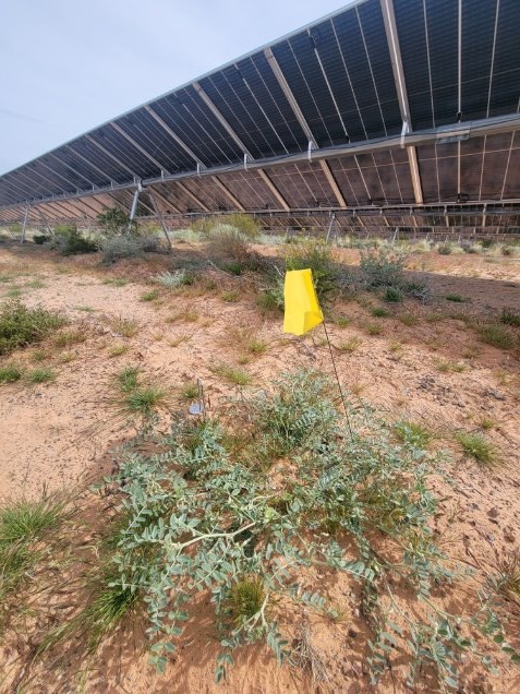 The threecorner milkvetch plant growing between solar panels.