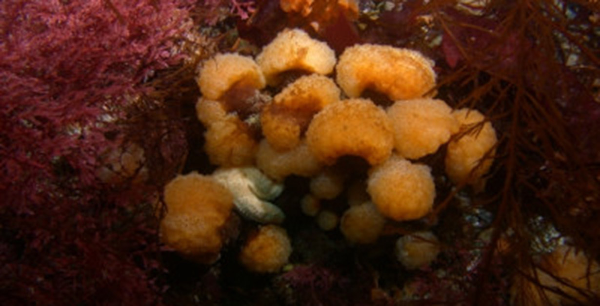 A collection of Sea Squirts underwater.